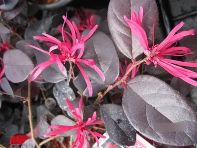 Produktbild von Loropetalum chinense Black Pearl - Riemenblüte Schwarze Perle