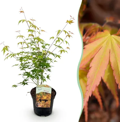 Image de Plante de terrasse - Erable Japonais - Acer palmatum Katsura - Orange - 1 Plante - Caduque - 60-70cm - Ø25cm - Plante de jardin