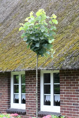 Produktbild von Tilia cordata 'Winter Orange'- Stämmchen, Winterlinde, Gesamthöhe 180-190 cm, Stammhöhe: 125 cm