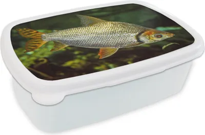 Produktbild von KitchenYeah® Lunchbox Brotzeit Brotdose 17x11 cm Fisch - Wasser - Pflanze Kinder Brotzeitdose - Lunch Box - Kinder - Sandwich-Box - Schulbox - Lunch Boxen