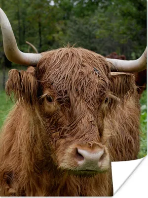 Produktbild von MuchoWow® Poster Schottische Highlander - Tiere - Gras 90x120 cm - Wohnzimmer