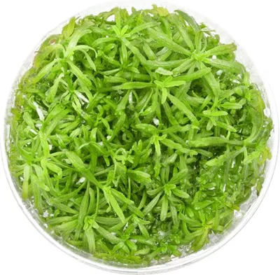 Zdjęcie produktu dla Roślina InVitro - Pogostemon Helferi Eco Plant