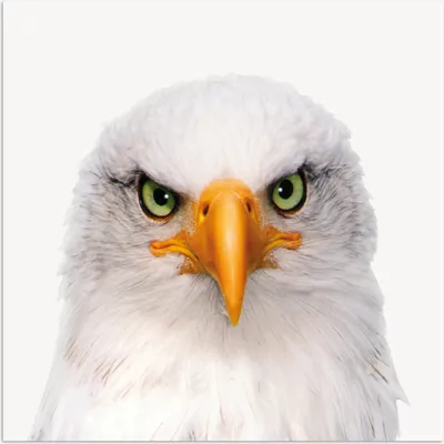Produktbild von MuchoWow® Poster Jungen - Adler - Amerikanischer Weißkopfseeadler - Vogel - Porträt - Schnabel - Augen 100x100 cm - Babyzimmer