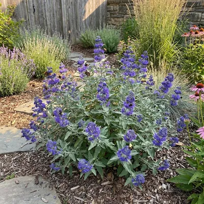Zdjęcie produktu dla Bloomique - Zestaw 2 sztuk - Caryopteris Clandonensis Dark Knight - Bluebeard - Rośliny ogrodowe - Odporne na zimę - Wysokość 30-50 cm - Doniczka 19 cm