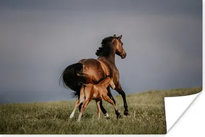 Produktbild von MuchoWow® Poster Tiere - Pferde - Fohlen 120x80 cm - Bilder