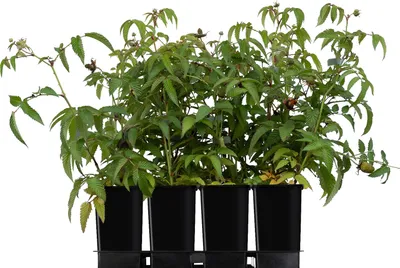 Immagine prodotto di Fragola-lampone 1L