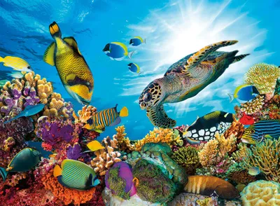 Image de Puzzle Nathan Récif de corail - 500 pièces puzzle adulte