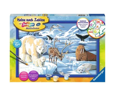 Obrázok produktu pre Ravensburger Tiere der Arktis, 1 strany, Obrazy v balení, Chlapec / dievča, Súprava farieb s číslami