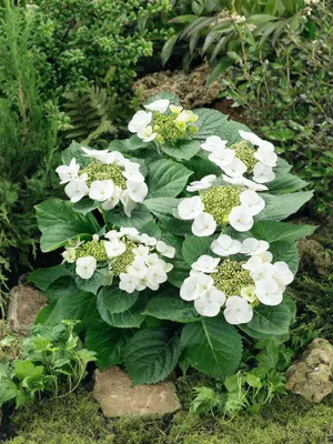 Produktbild von Hydrangea macrophylla 'Benxi', Hortensie, rosa, 30–40 cm
