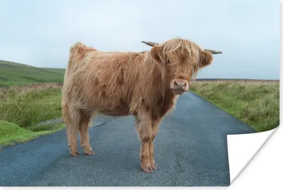 Produktbild von MuchoWow® Poster Scottish Highlander - Straße - Gras 180x120 cm - Fotoplakat