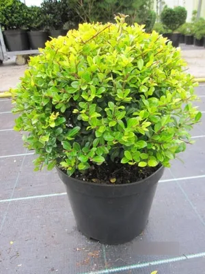 Produktbild von Gelber Bergilex Golden Gem - Kugel - Ilex crenata - Kugel - 30