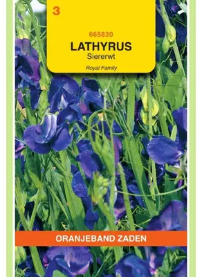 Productafbeelding van Oranjebloem (Lathyrus odoratus) 'Royal Dunkelblau' - 1 zakje zaden