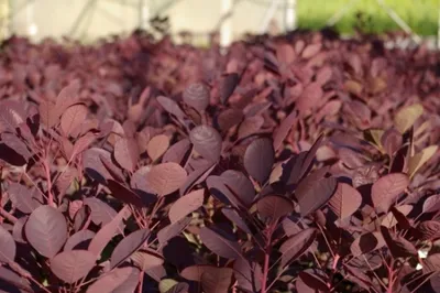 Produktbild von Perückenstrauch Lilla ® - Cotinus coggygria - Roter Zwergperückenstrauch (40-60)