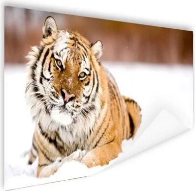Produktbild von MuchoWow® Poster Tiger - Schnee - Weiß 60x40 cm - Schlafzimmerdekoration