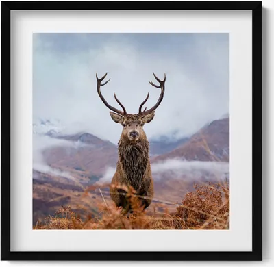Produktbild von Hirsch auf einer Bergwiese– Wandbild mit Rahmen – Gerahmtes Bild  – Wanddekoration – 50x50 cm –  Schwarz Rahmen