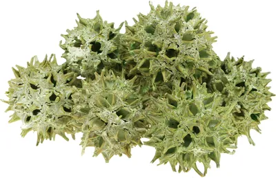 Produktbild von Amberbaum Zapfen Grün gefrostet 250g Trockenfloristik Dekoration