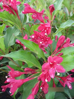 Produktbild von Weigela Red Prince - Weigelie Red Prince
