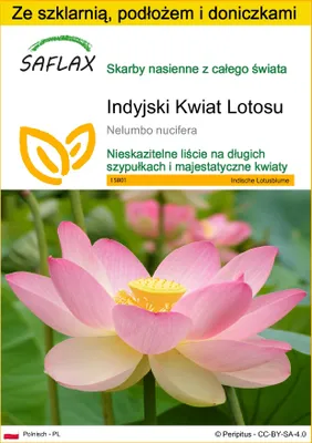 Zdjęcie produktu dla SAFLAX - Zestaw do uprawy - Indyjski Kwiat Lotosu - 8 Nasiona - Z mini szklarnią, podłożem uprawowym i 2 doniczkami - Nelumbo nucifera