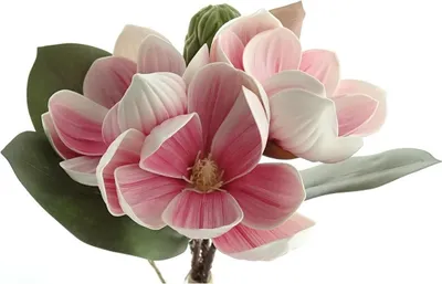 Produktbild von DEKO® FLORALE Magnolien - Bündel Pink 27 cm - Kunstblumen