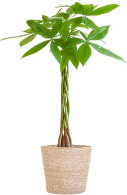 Immagine prodotto di Pachira Aquatica 80cm - Pianta da appartamento "castagno della fortuna" Ø21cm