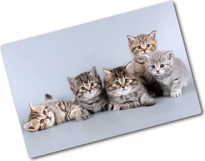 Produktbild von Tulup Glas Herdabdeckplatte - 80x52 cm - Glaskeramikkochfeld-Abdeckung Spritzschutz Glasabdeckplatte - Einteilig - Tiere - Fünf Katzen - Braun