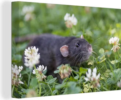 Produktbild von OneMillionCanvasses® - Leinwandbilder - 140x90 cm, Ratte zwischen Blumen, Wandbilder Kunstdruck Wanddekoration