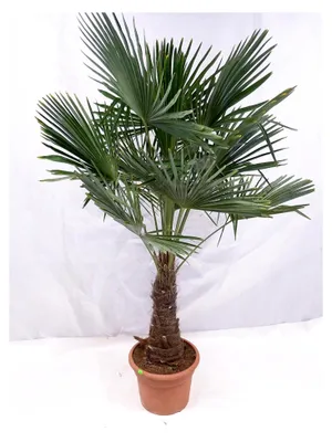 Produktbild von Winterharte Palme mit Stammhöhe 40-50 cm - Trachycarpus fortunei