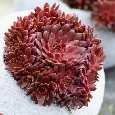 Image de Sempervivum COLOROCKZ®  Coral Red® 'Belsemred1' / Joubarbe rouge