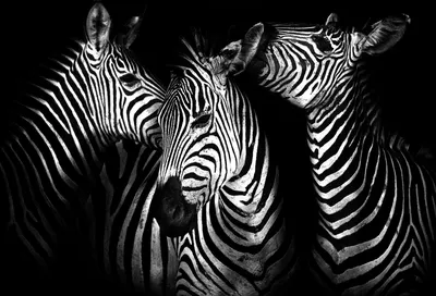 Produktbild von Fototapete Vlies 11761V4 Zebra 2-tlg. 254 x 184 cm