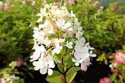 Image de Hydrangea pan. 'Framboisine'® - Hortensia à panicules 30- 40 cm Conteneur