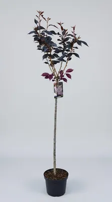Produktbild von Prunus serrulata "Royal Burgundy"- Stämmchen, Japanische Nelkenkirsche,  Gesamthöhe: 180-190 cm