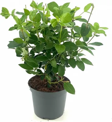 Produktbild von Viburnum tinus 'Eve Price', Lorbeer-Schneeball, immergrün, 30–40 cm