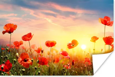 Produktbild von MuchoWow® Poster Mohnblumen - Frühling - Farben 120x80 cm - Bilder