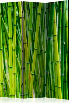 Produktbild von 3-teiliger Doppelseitiger Vlies Paravent - Bamboo Forest 135x172 cm Orient b-B-0191-z-b