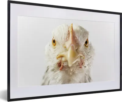 Produktbild von MuchoWow® Gerahmtes Poster Huhn - Vogel - Schnabel 60x40 cm - Poster mit Schwarzem Bilderrahmen Wandposter Rahmen Foto Bilder - Schlafzimmer - Plakat in Rahmen - Drucken