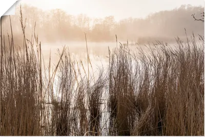 Produktbild von ARTland Poster Gräser im Nebel am Bodden bei Prerow Größe: 60x40 cm