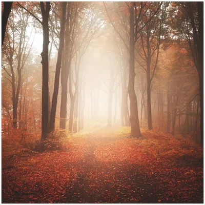 Produktbild von Wallario Memoboard Magnettafel aus Glas, Größe 50 x 50 cm, Motiv Herbstwald - Weg zu einer Lichtung im Wald