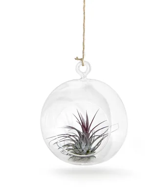 Produktbild von Glaskugel  12cm Ø mit Tillandsie