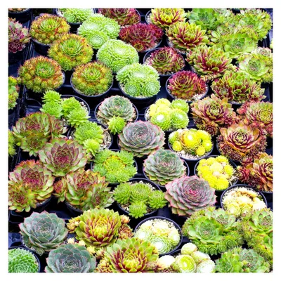 Produktbild von Hauswurz Mix - 20er Set - Winterharte Pflanzen für den Garten - 5-15 cm Getopfte Sukkulenten für Balkon und Zimmer - Steingartenpflanzen