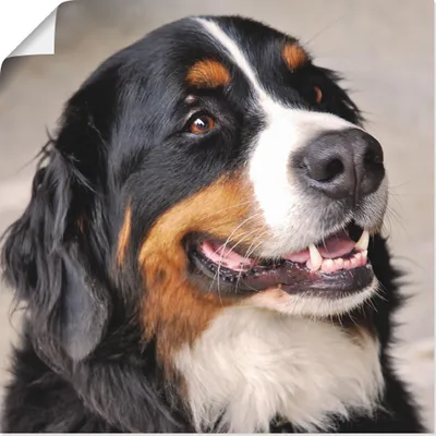 Produktbild von ARTland Poster Berner Sennenhund Größe: 50x50 cm