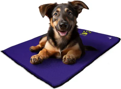 A dog lying on a purple pet mat.