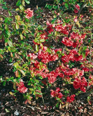 Produktbild von Chaenomeles 'Pink Storm' ®, Zierquitte, rosa Blüten, 40–60 cm