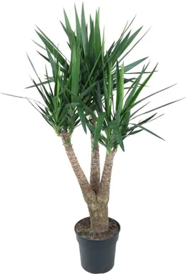 Produktbild von Famanu Yucca-Pflanze vertakt - 150 cm - ø31