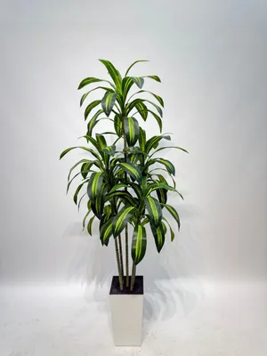 Obrázek produktu pro Umělá rostlina, výška 180 cm, zelená, realistický vzhled, v květináči, vhodná jako dekorace do interiéru