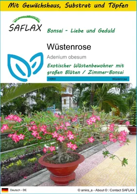 Produktbild von SAFLAX Anzucht Set - Wüstenrose - Adenium obesum - 8 Samen - Mit Mini-Gewächshaus, Anzuchtsubstrat und 2 Töpfen