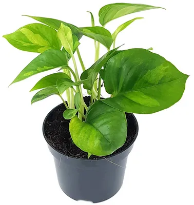 Produktbild von Fangblatt - Epipremnum pinnatum 'Global Green' im Ø 12 cm Topf - anmutige Efeutute - Zimmerpflanze zum Hängen