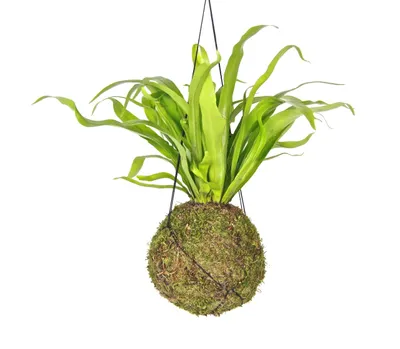 Obrázok produktu pre Gardners Kokedama Asplenium Antiqum (L)