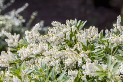 Produktbild von Pieris japonica 'Cupido', Japanische Lavendelheide, 20–30 cm