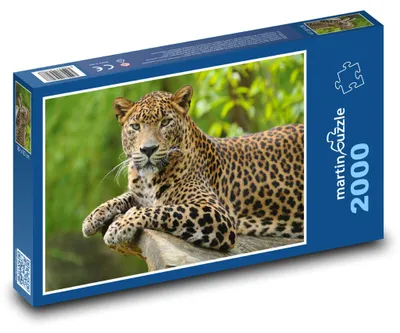 Obrázok produktu pre Puzzle 2000 Leopard v prírode - martinpuzzle