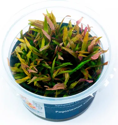 Produktbild von Pogostemon stellatus In-Vitro Cup algen- und schneckenfrei
